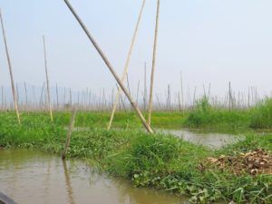 Jardines flotantes del Lago Inle, Myanmar