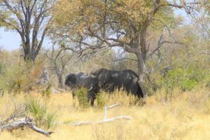 Elefantes en las orillas del rio Okavango
