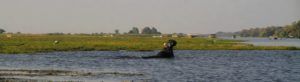Safari por el rio Chobe, hipopotamo 