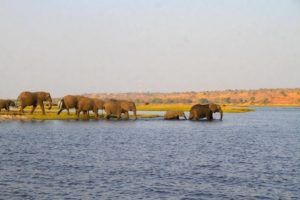Safari por el rio Chobe, Elefantes africanos