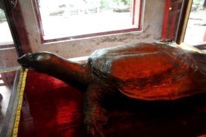 Cuerpo momificado de la enorme tortuga