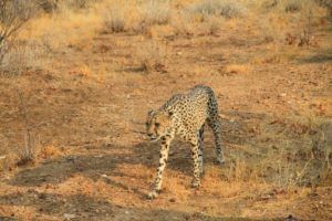 Granja Refugio de Guopardos, Namibia