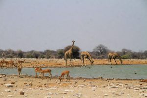 Una de las muchas charcas donde se reunen los animales en Etosha, Namibia