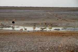 Una de las muchas charcas donde se reunen los animales en Etosha, Namibia