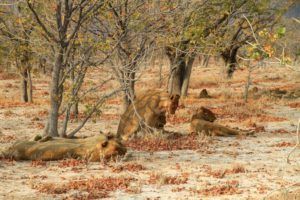 Leonas en Parque Nacional de Etosha, Namibia