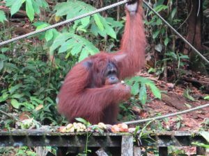 Centro de Recuperación de Orangutanes de Semenggoh, Borneo, Malasia