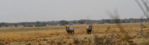 Ejemplares de rinocerente blanco en Khama Rhino Sanctuary, Botswana