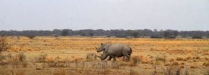 Ejemplares de rinocerente blanco en Khama Rhino Sanctuary, Botswana