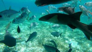 Tiburones nodriza en la Reserva Marina de Hol Chan, Cayo Caulker, Belice