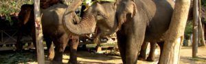 Visita al Elephant Village en Luang Prabang, Laos