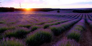 Campos de lavanda de Brihuega Campos de lavanda de Brihuega
