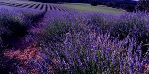 Campos de lavanda de Brihuega Campos de lavanda de Brihuega