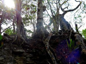 Maya Trek, trekking por selva del Peten, Guatemala