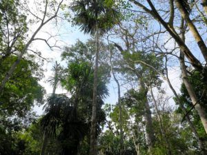 Maya Trek, trekking por selva del Peten, Guatemala