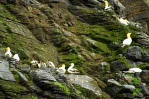 Runde, la Isla de los Pájaros de Noruega
