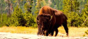Bisonte Americano o Búfalo
