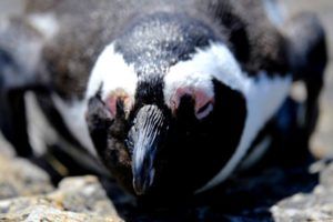 Pingüino del Cabo en Boulders Bay