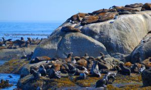 Hout Bay y los leones marinos, qué ver en la Península del Cabo