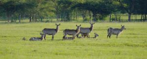 Mlilwane Wildlife Sanctuary en Suazilandia