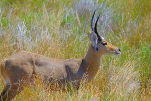 Antilope en la Sección Oeste de Isimangaliso