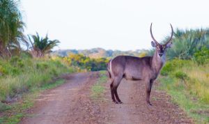 Antilopes en Isimangaliso Wetland Park, Sudáfrica