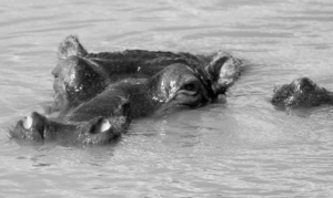 Hipopotamos en Santa Lucia, Sudáfrica