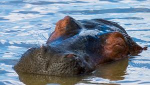 Estuario de Santa Lucia en Sudáfrica, navegando con  hipopótamos