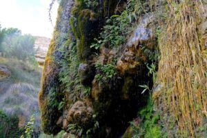 Mantial de Aguallueve Mantial de Aguallueve