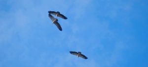 Buitres volando sobre el Mirador del Salto del Gitano