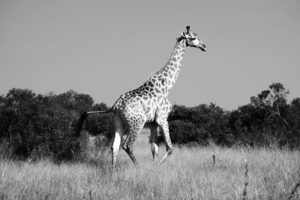 Parque Nacional de Kruger, consejos para visitarlo por libre