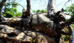 Isla de Kwale y el baobab más antiguo de Zanzíbar
