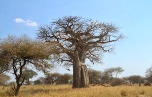 Uno de los miles de Baobas que hay en Tarangire
