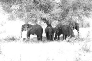 Pequeña manada de elefantes en Tarangire