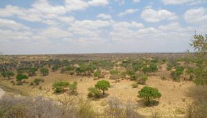Vista del P.N. de Tarangire en Tanzania