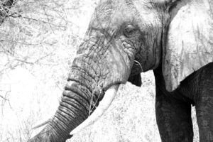 En Tarangire hay una población muy grande de elefantes