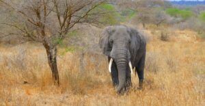 Elefante en el Parque Nacional de Tarangire en Tanzania