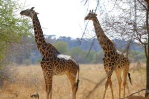 Tarangire National Park en Tanzania, consejos para la visita