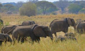 Manada de elefantes en Tarangire