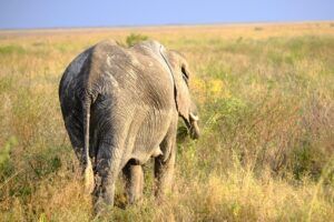 Elefante en las llanuras del Ngorongoro