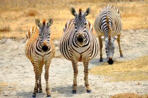 Las llanuras del Ngorongoro son un festín de animales
