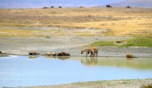 Hienas en las llanuras del Ngorongoro