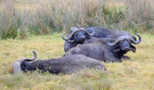 Bufalos en el Lago Makat