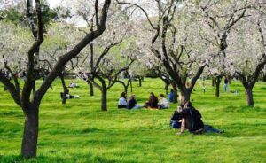 Quinta de los Molinos, almendros en flor en el centro de Madrid
