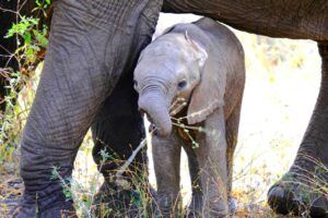 Bebe elefante protegido por su madre