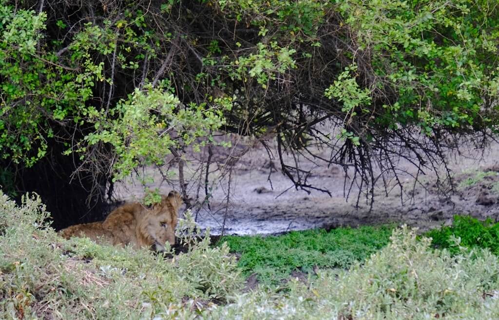 León enfermo en Serengeti 