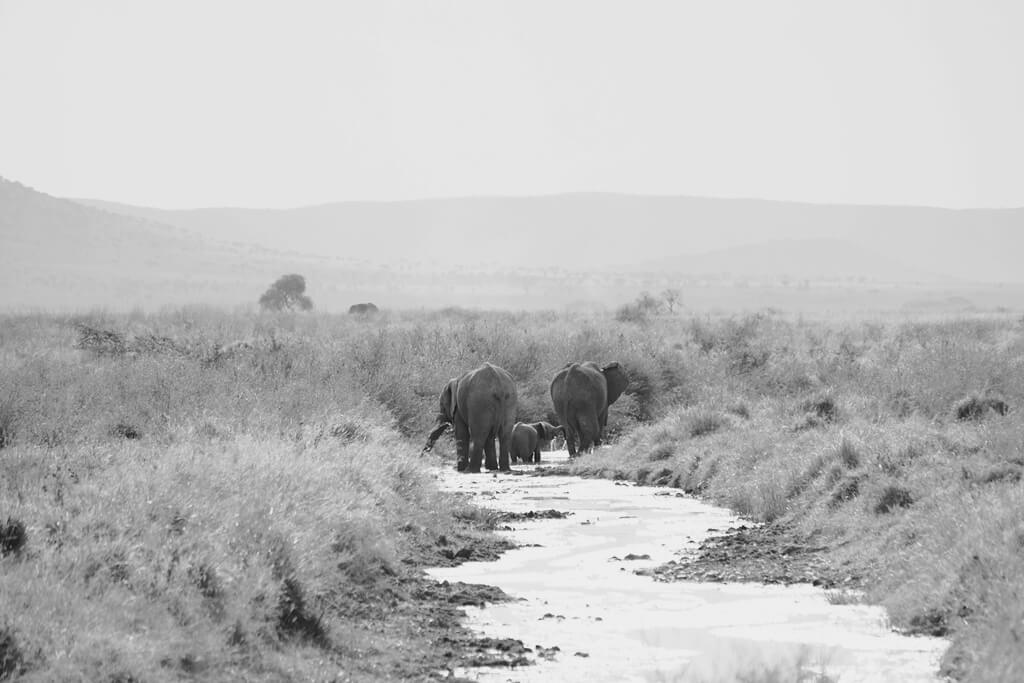 Cuál es la mejor época para visitar el Serengeti