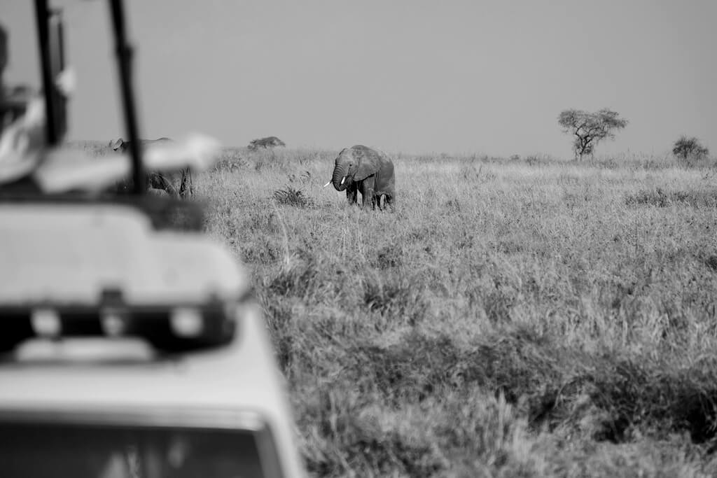 Cómo y donde contratar un safari por el P.N. Serengeti