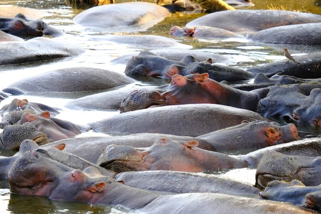 Cientos de hipopotamos se amontonan en una charca