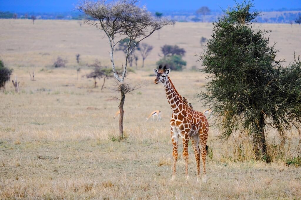 Animales del Parque Nacional de Serengeti, Tanzania