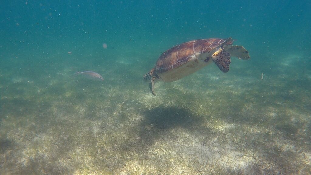 Nadar con tortugas en Akumal, México